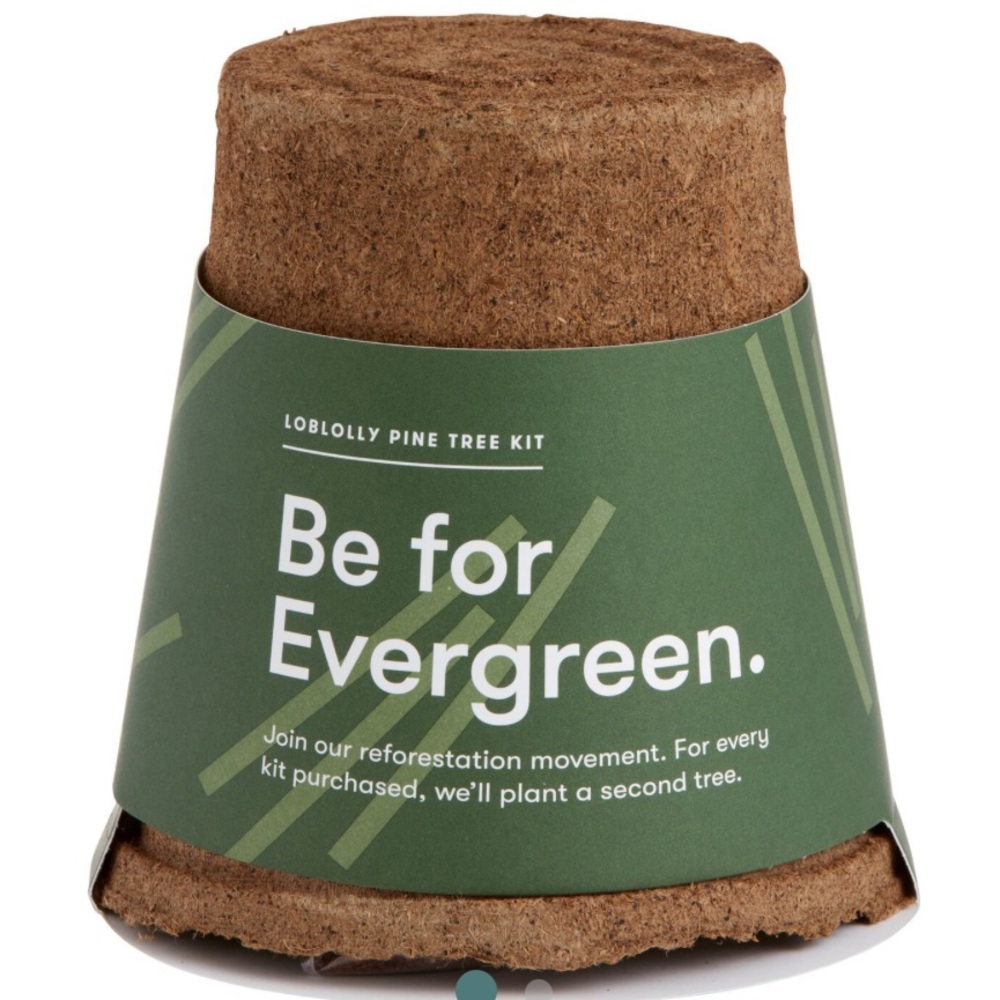 Modern Sprout Loblolly Evergreen Pine Tree Kit New